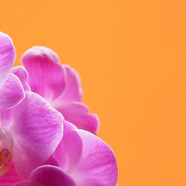 问鼎娱乐21点游戏